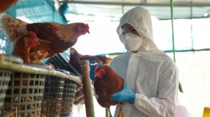 Γρίπη πτηνών: Βρισκόμαστε μπροστά στο ενδεχόμενο μιας νέας πανδημίας