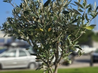 Πάνω από 425 νέα δέντρα και θάμνοι στο Νέο Λιμάνι της Πάτρας
