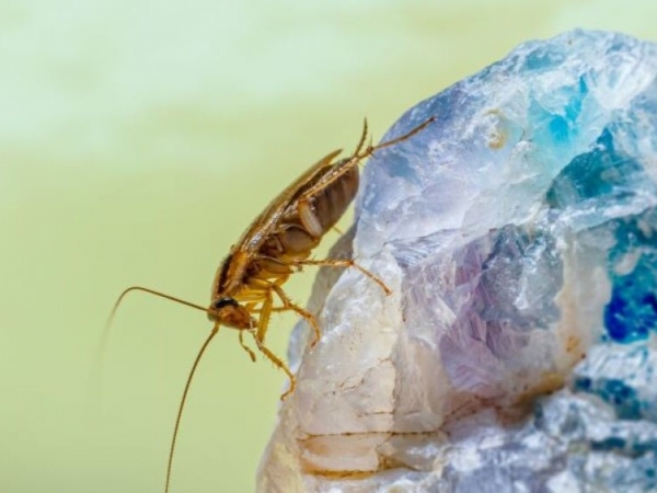 Δεν ξέρουμε αν το έχεις πάρει χαμπάρι, αλλά οι κατσαρίδες έχουν πολλαπλασιαστεί επικίνδυνα