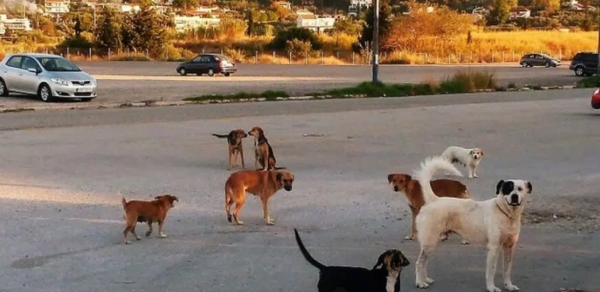 Πανεπιστήμιο Πατρών-Μπούρας για επιθέσεις αδέσποτων σε φοιτητές «Καλώ τους φορείς σε συνεργασία χωρίς αντιπαραθέσεις»