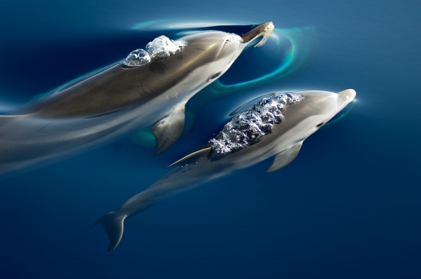 WWF: Η παγκόσμια συνδιάσκεψη για την προστασία των θαλάσσιων θηλαστικών ξεκίνησε στη Μεσσηνία